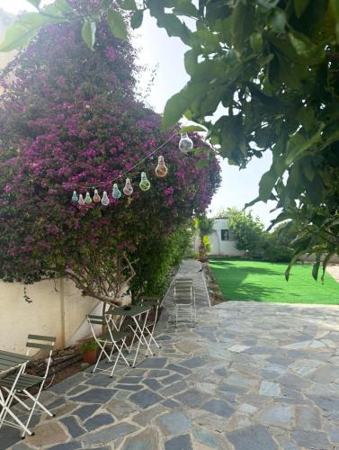 Old Town Hostel | Hostl - Beds & Rooms - The Hostel Inn Paphos, Old Town