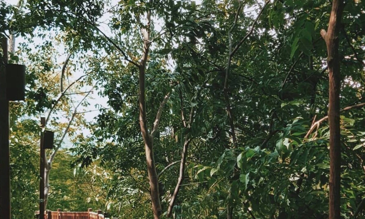 Playa La Redonda Resort | TreeHouse Studio Beachfront Aqua Nicaragua Resort