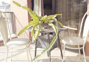 Limassol Holiday Home