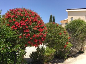 Villa Anthia | Pegeia