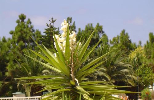 Chlorakas Apartment | Ikaria village-ground floor apartment No 4