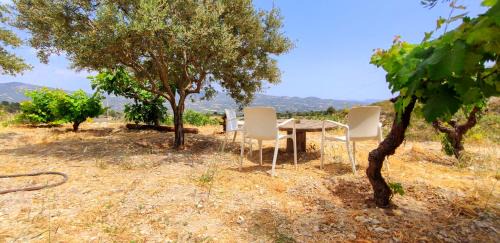 Silikou House | Olive Grove Cottage Guest house