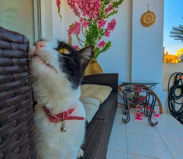 Melanos House | Arting Sea-A Dog friendly house