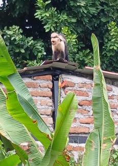Ometepe Island House | Beach & forest Escape