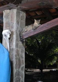 Mechapa Resort | Coco Paradiso