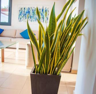 Kissonerga Apartment | Julipapas Gardens