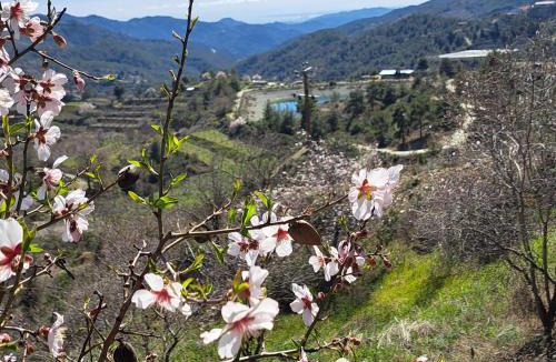 Kyperounta Apartment | Kyperounta Troodos mountain house
