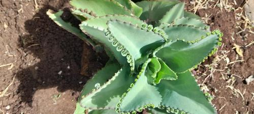 Esteli Hotel | Matagalpa LAND OF DREAMS