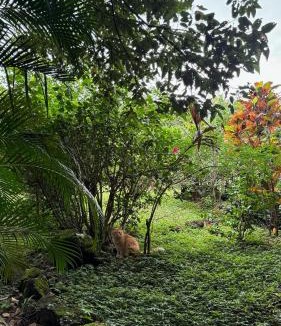 Balgue House | Rustic AC Oasis on Ometepe Island