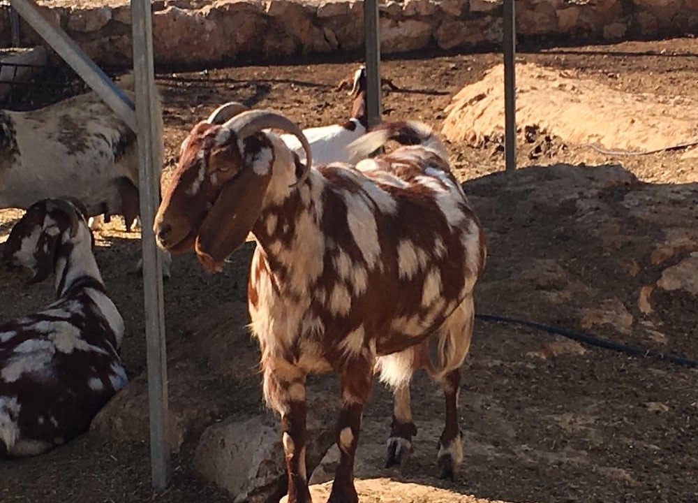 Photo of Others in Droushia