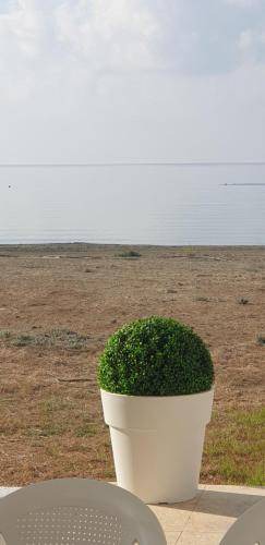 Photo of Others in Pyla