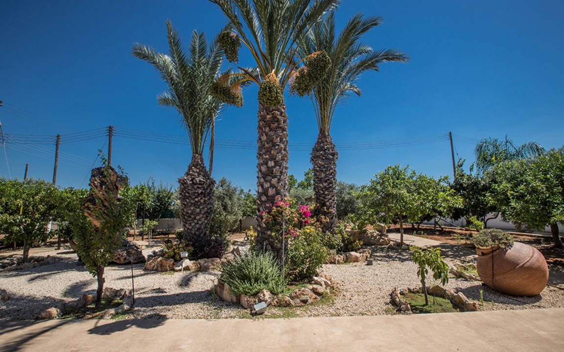 Photo of Others in Paralimni