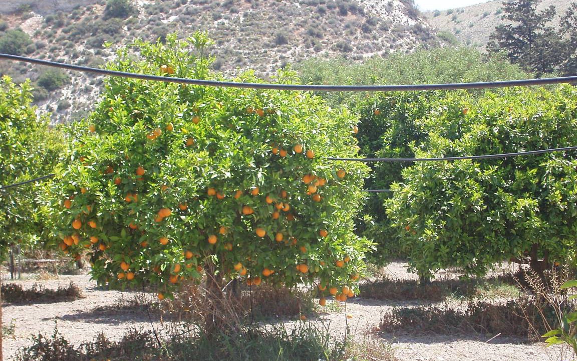 Photo of Others in Kalavasos