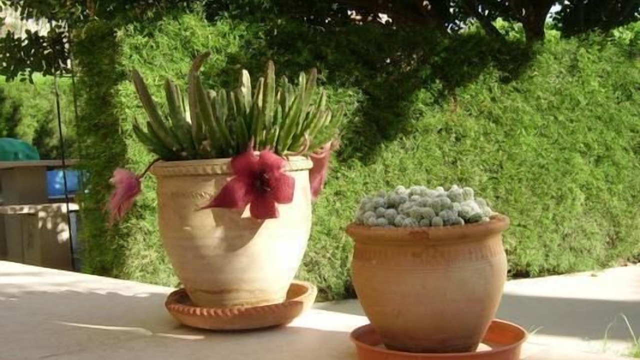 Photo of Outdoor in Kissonerga