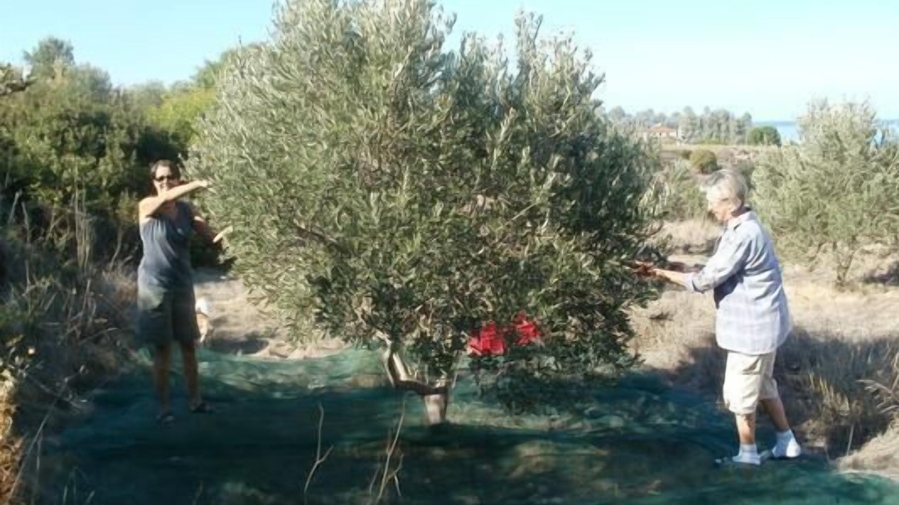 Photo of Outdoor in Kissonerga