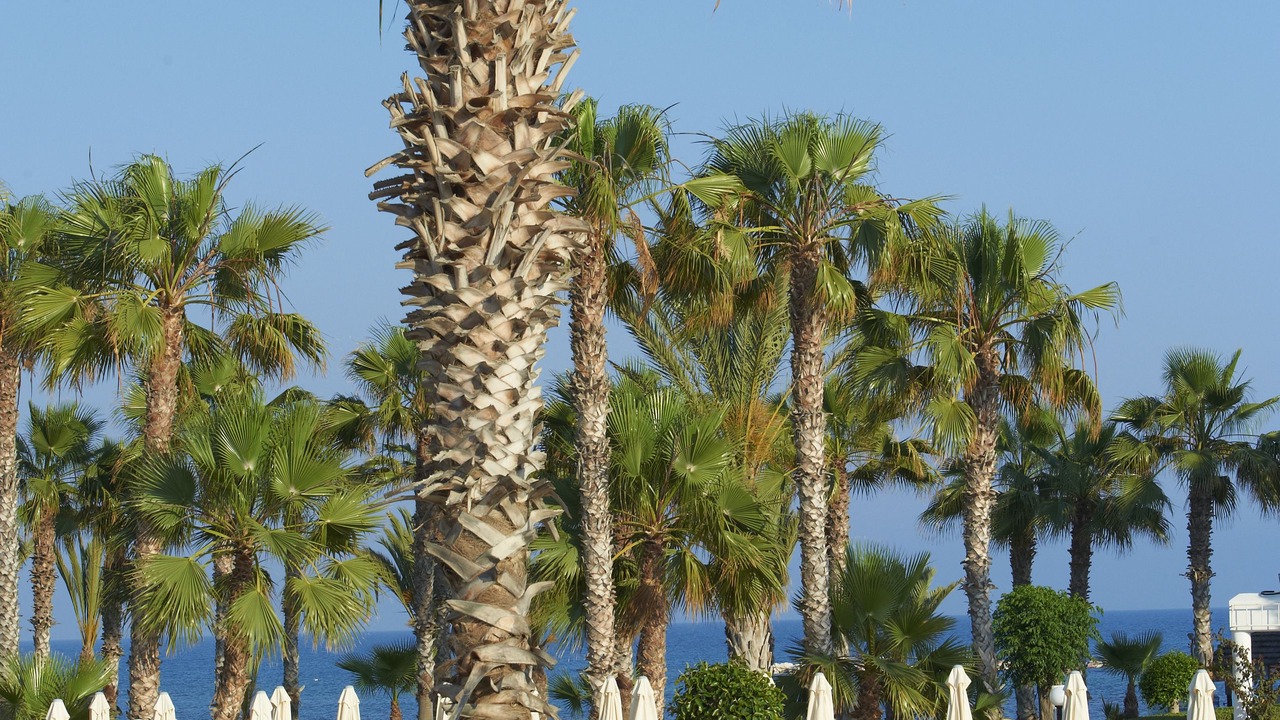 Photo of Outdoor in Geroskipou