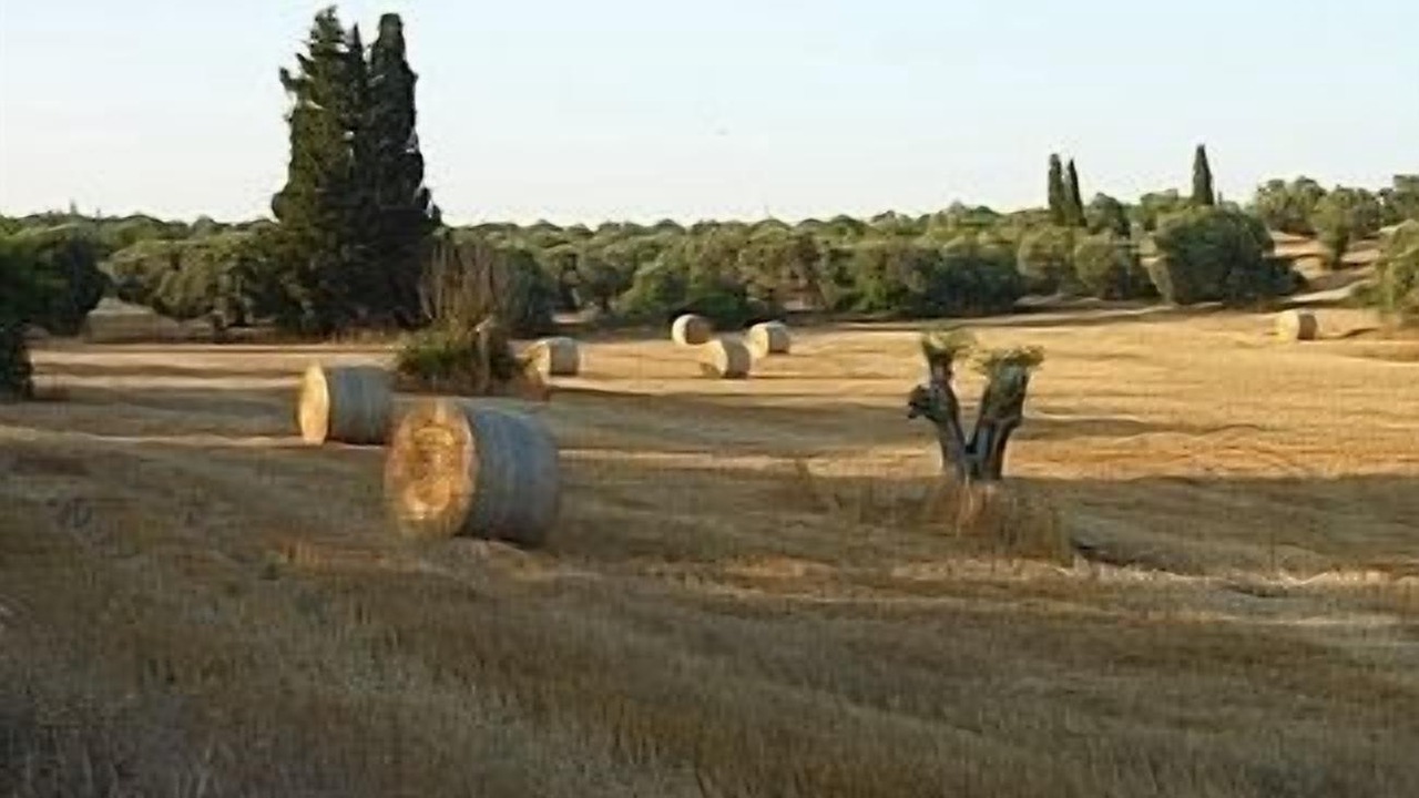 Photo of Others in Mazotos