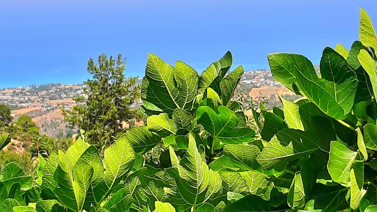 Photo of Outdoor in Latchi