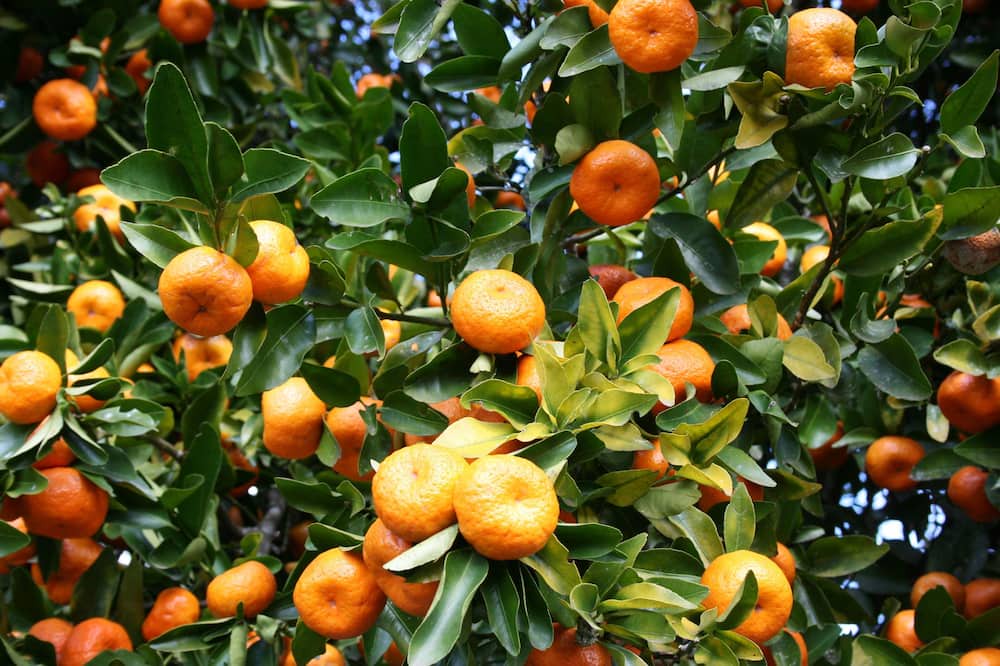 Photo of Outdoor in Kyrenia District