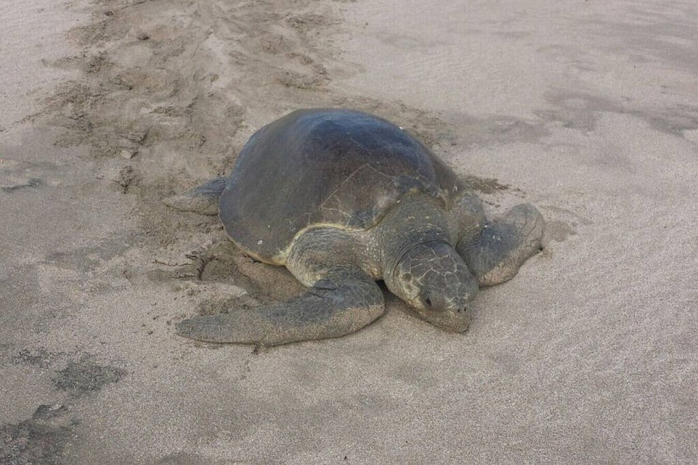 Photo of Others in Playa Colorado