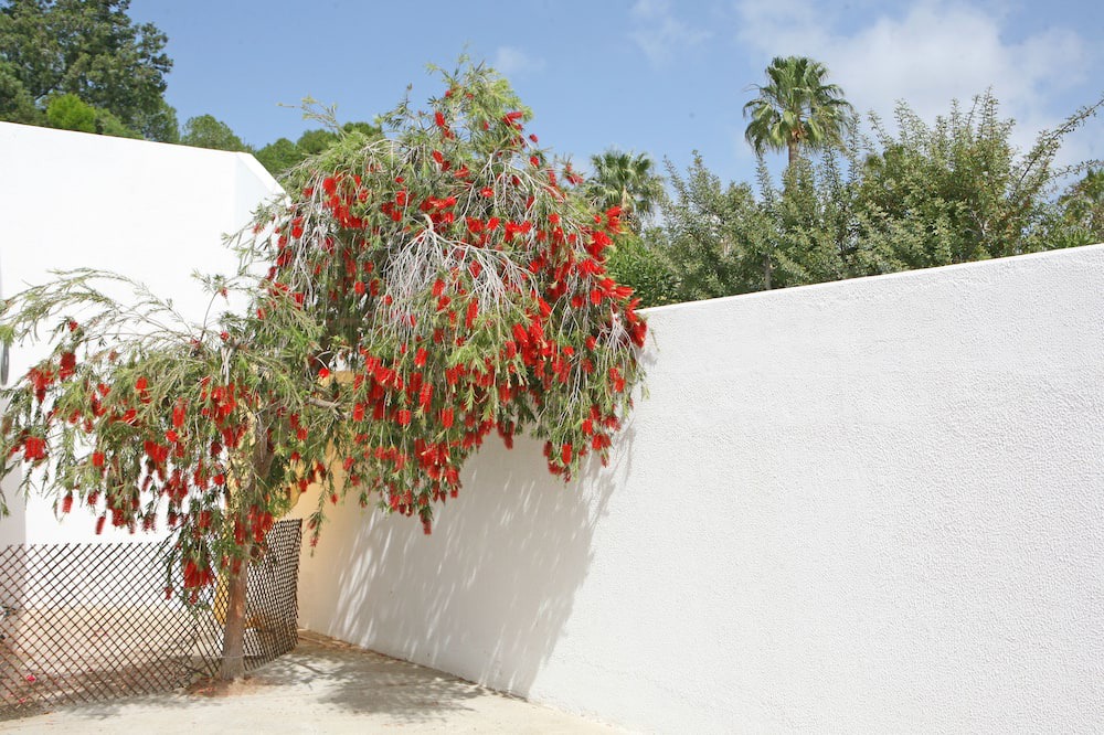 Photo of Outdoor in Pissouri