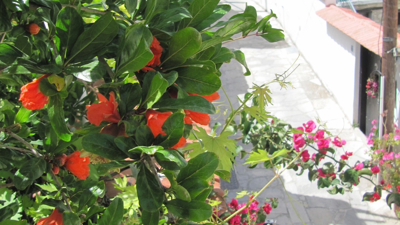 Photo of Outdoor in Kalavasos