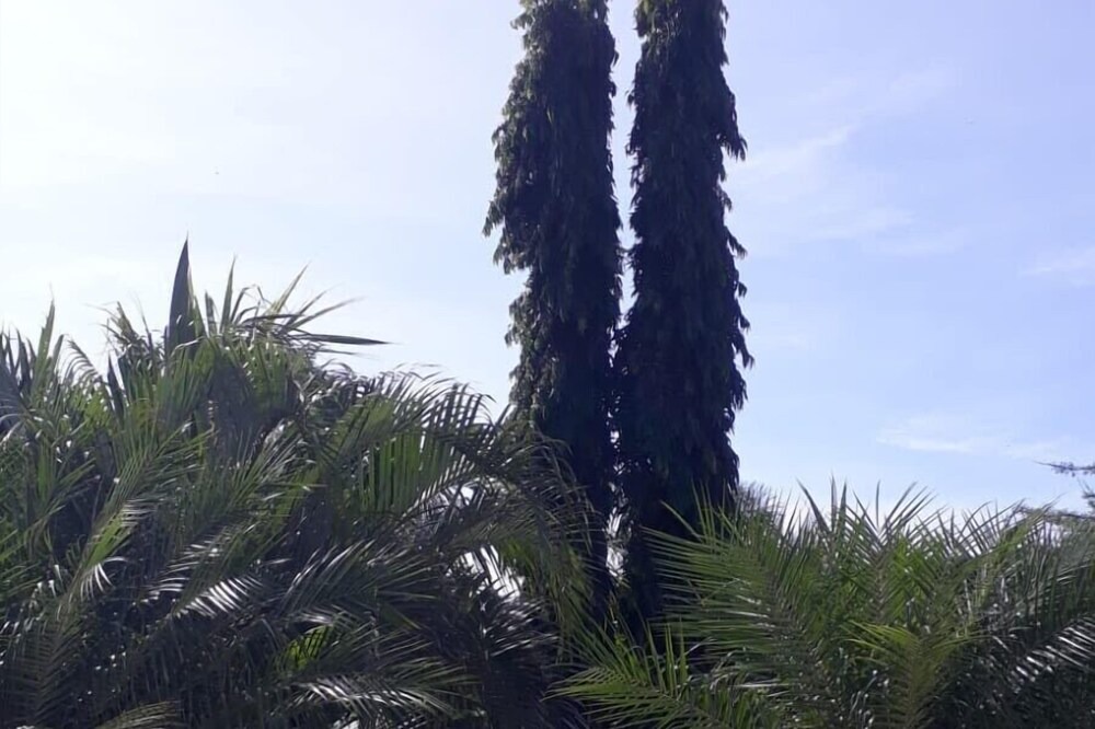 Photo of Outdoor in San Diego