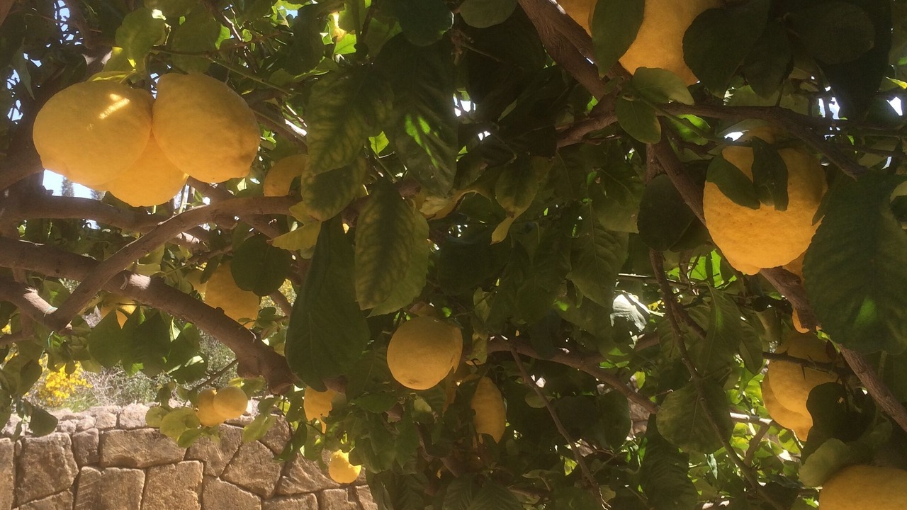 Photo of Outdoor in Catalkoy