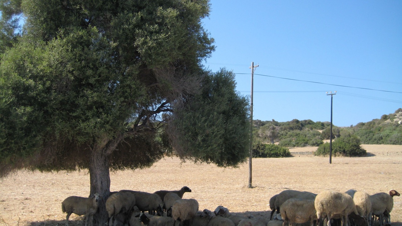 Photo of Others in Catalkoy