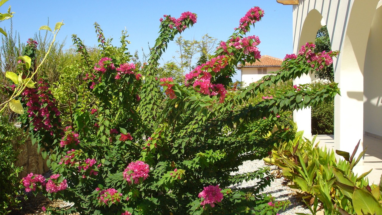 Photo of Outdoor in Kayalar