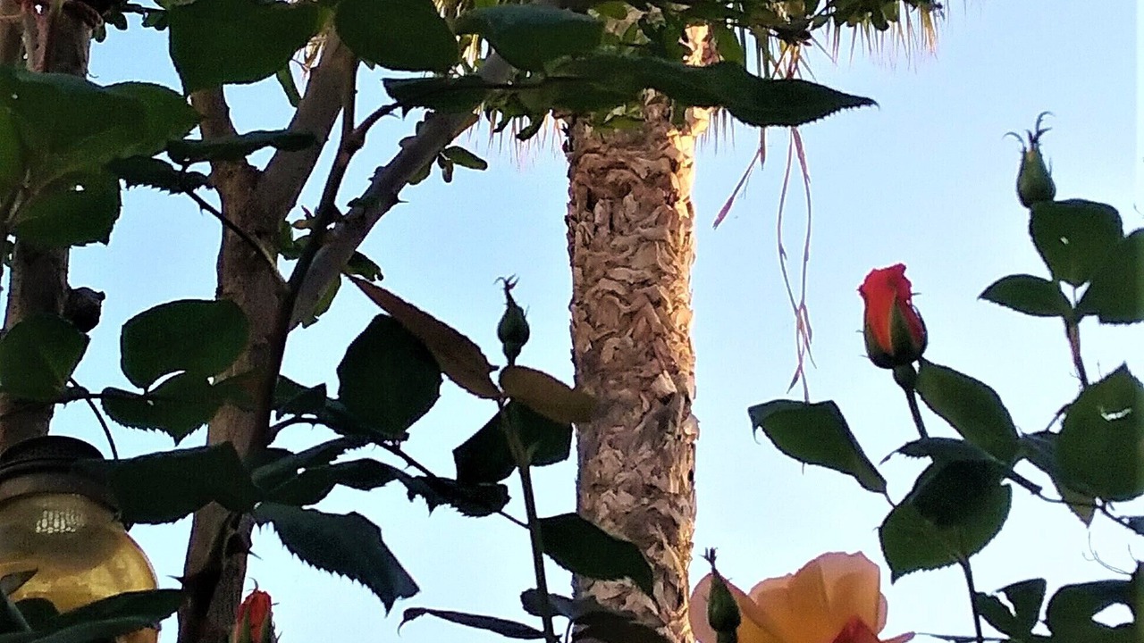 Photo of Outdoor in Peristerona