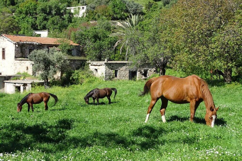 Photo of Others in Amargeti
