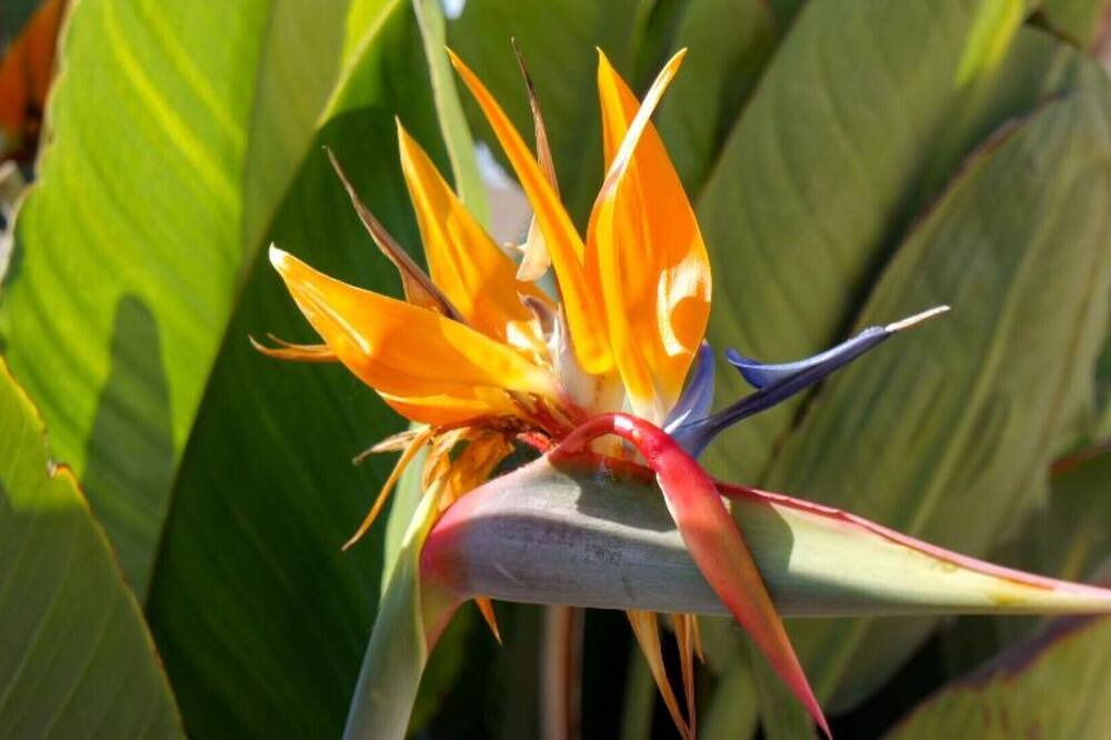 Photo of Outdoor in Chlorakas