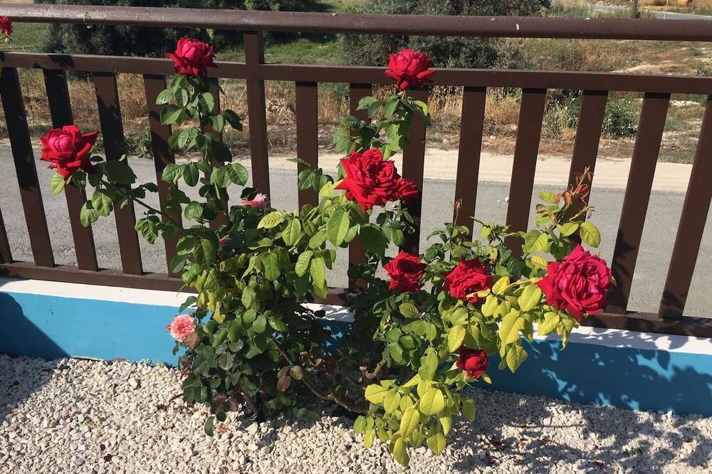 Photo of Patio Balcony in Tersefanou