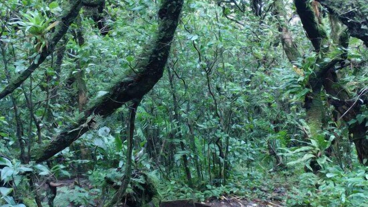 Photo of Outdoor in Mombacho Volcano Nature Reserve