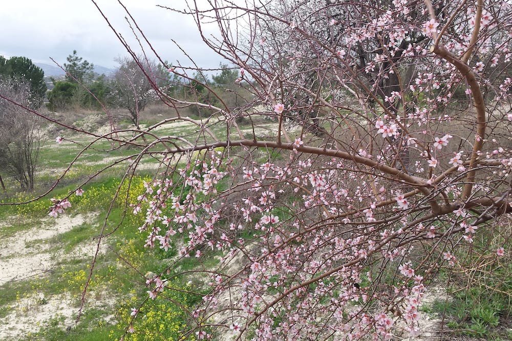 Photo of Outdoor in Vouni