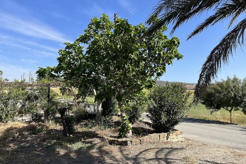 Photo of Outdoor in Agios Tychon