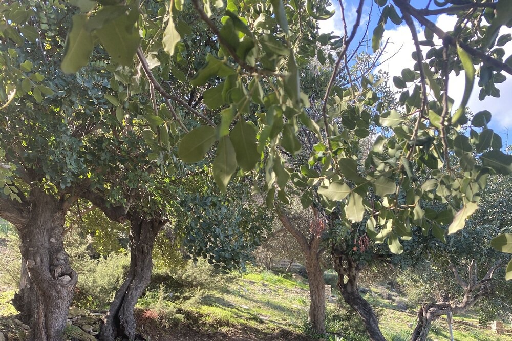 Photo of Outdoor in Neo Chorio