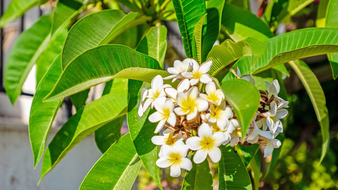 Photo of Outdoor in Chlorakas