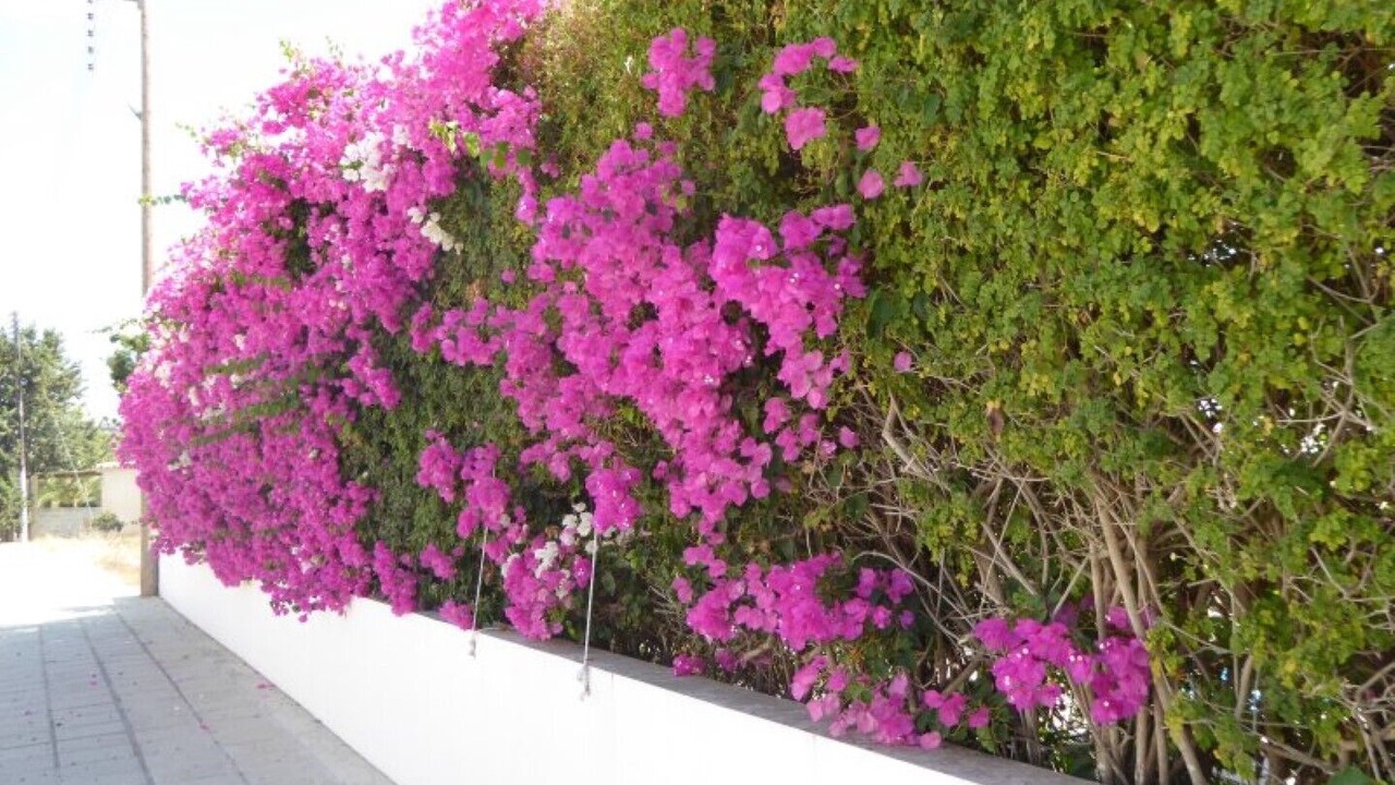Photo of Outdoor in Emba