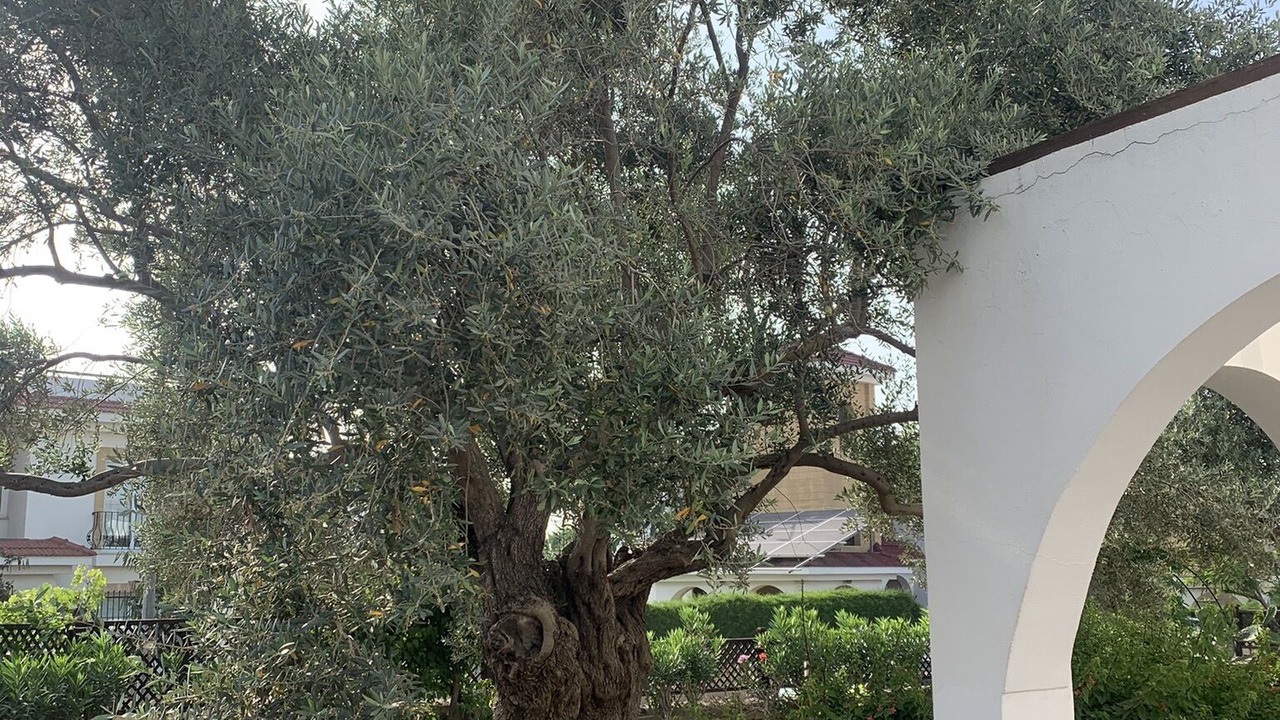 Photo of Outdoor in Ozankoy