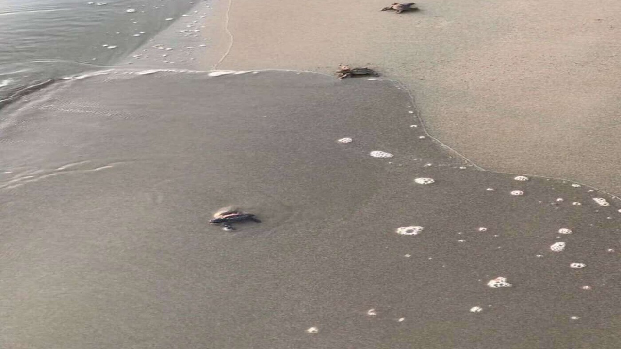 Photo of Others in Playa El Coco