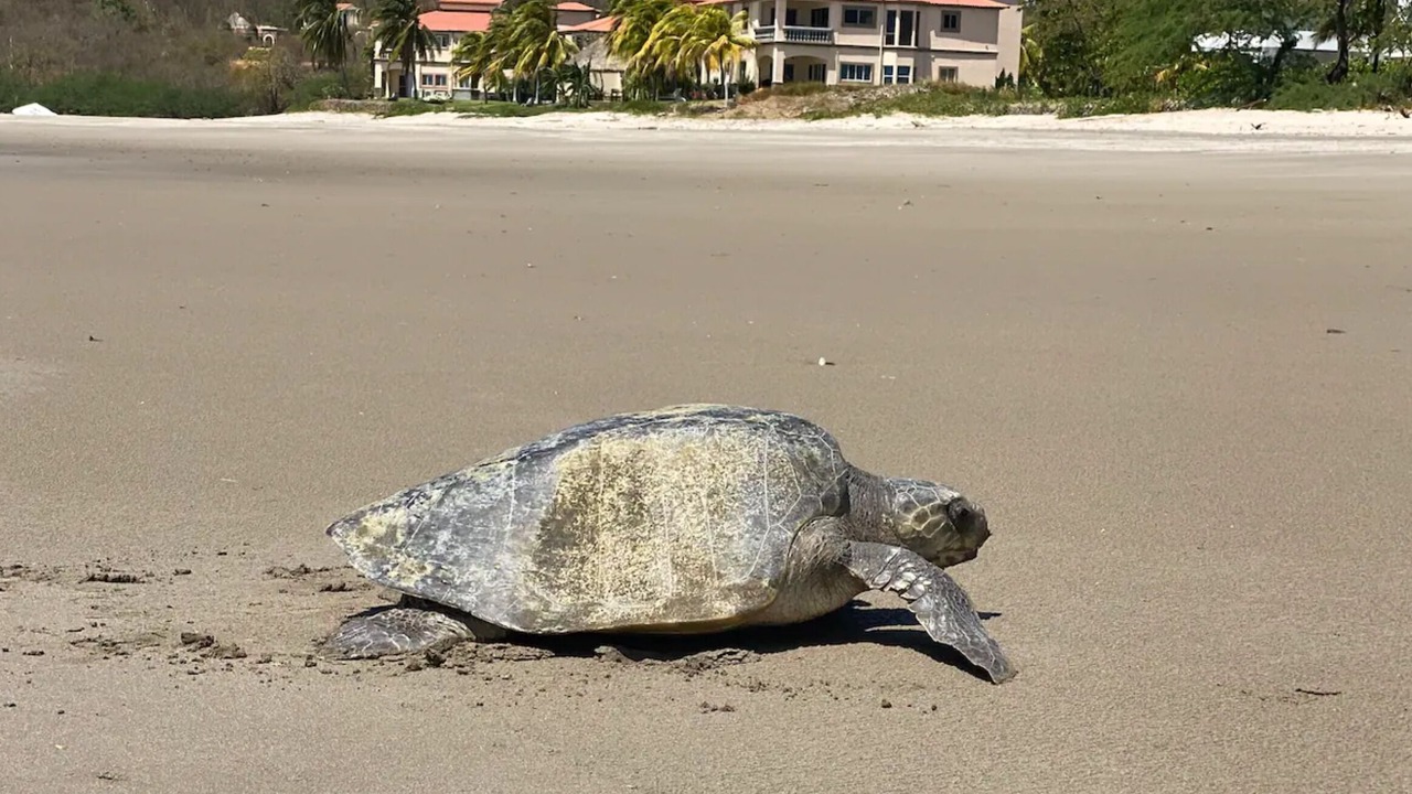 Photo of Others in Playa Colorado