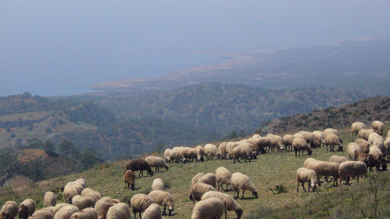 Photo of Others in Paphos