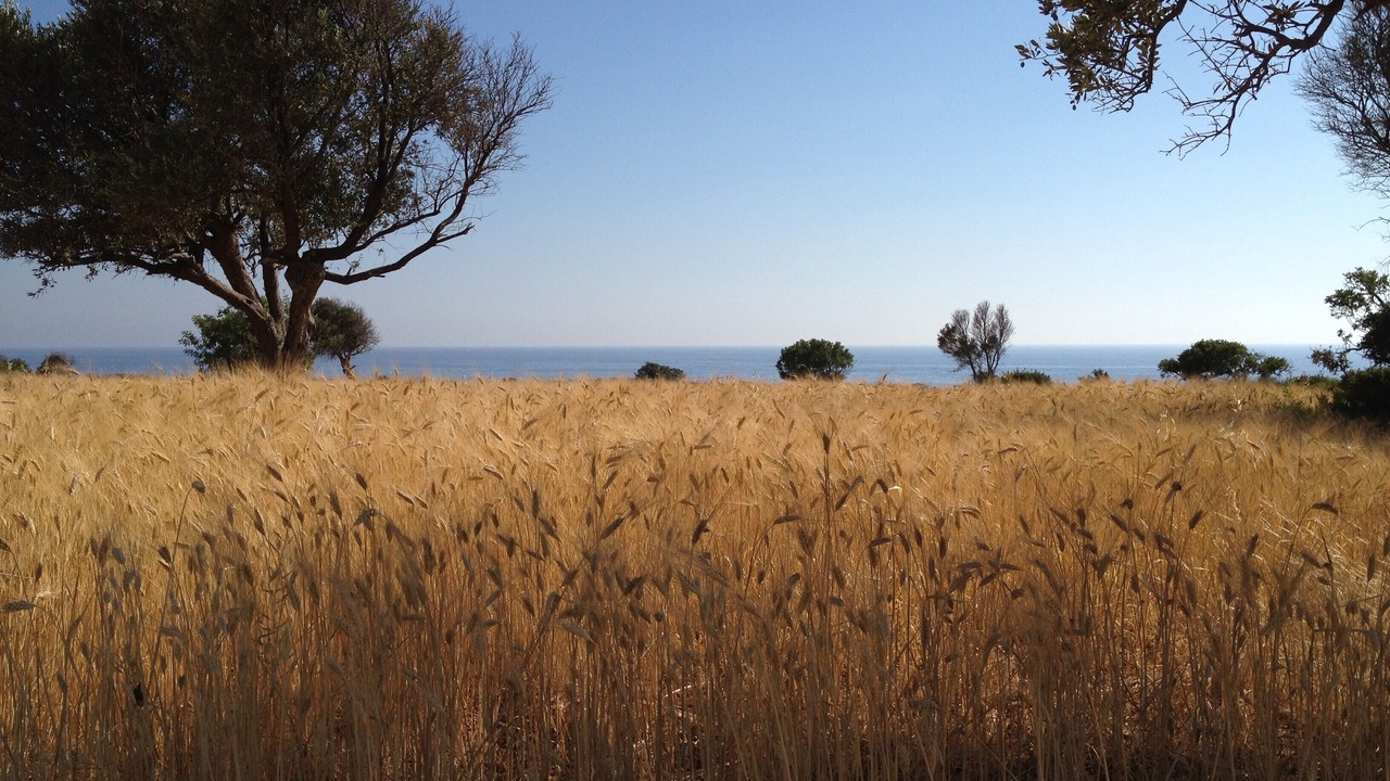 Photo of Others in Paphos