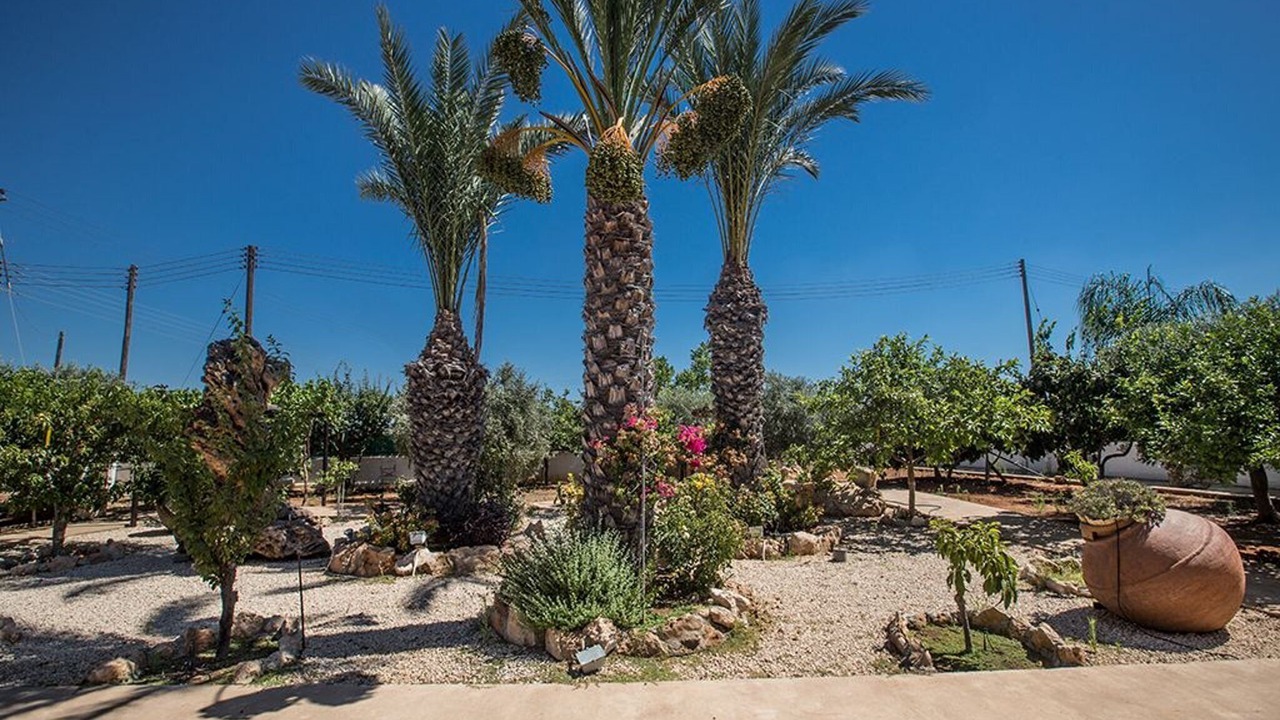 Photo of Others in Paralimni