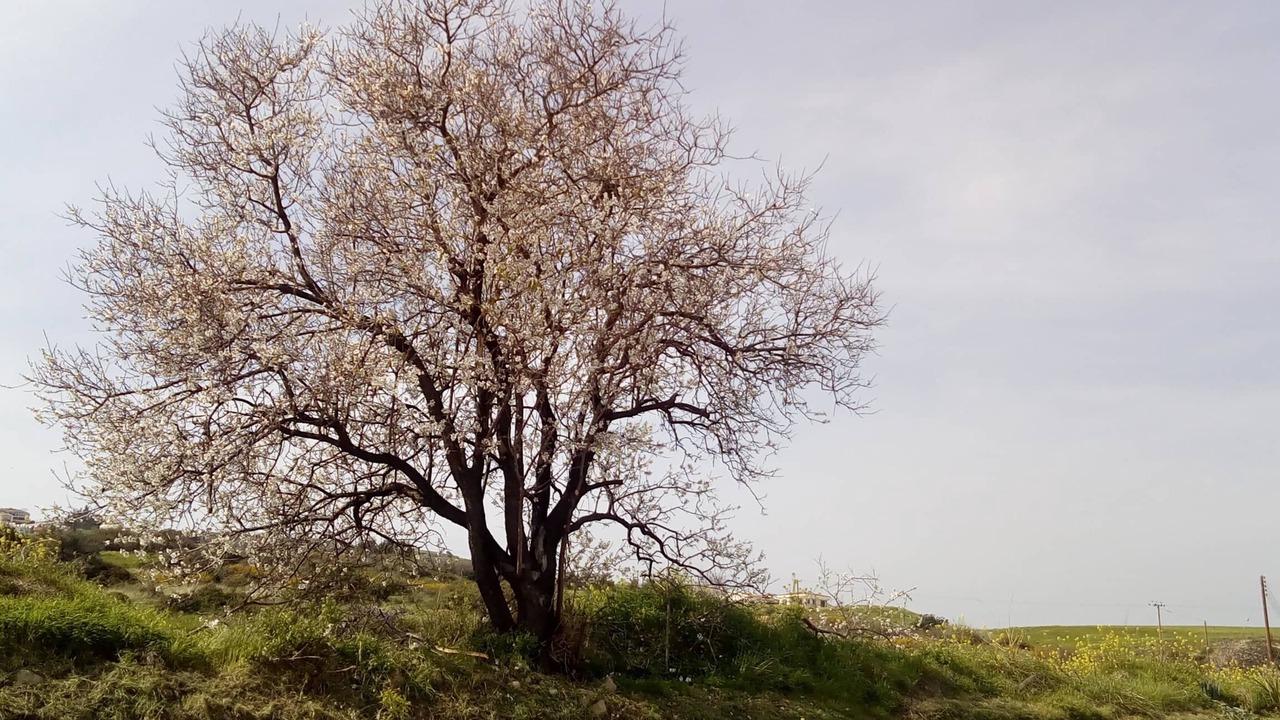 Photo of Outdoor in Pissouri