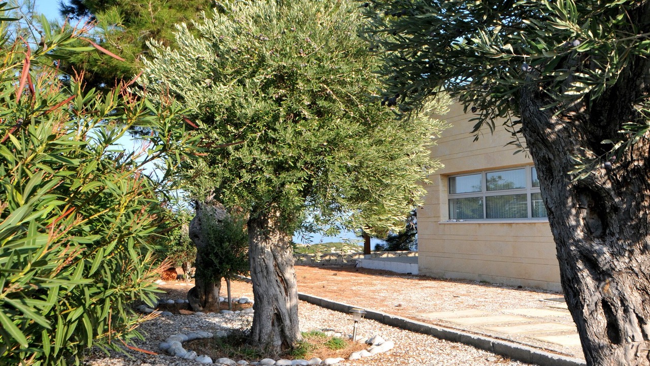 Photo of Outdoor in Esentepe