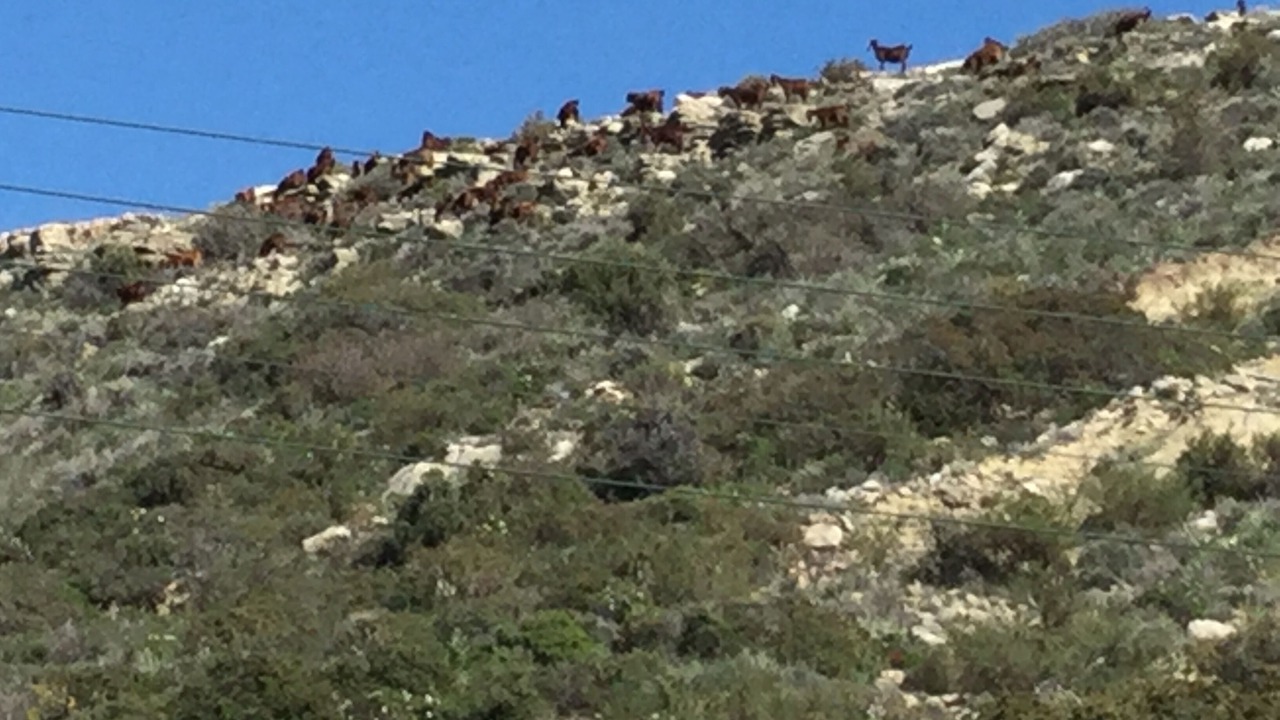 Photo of Others in Pissouri