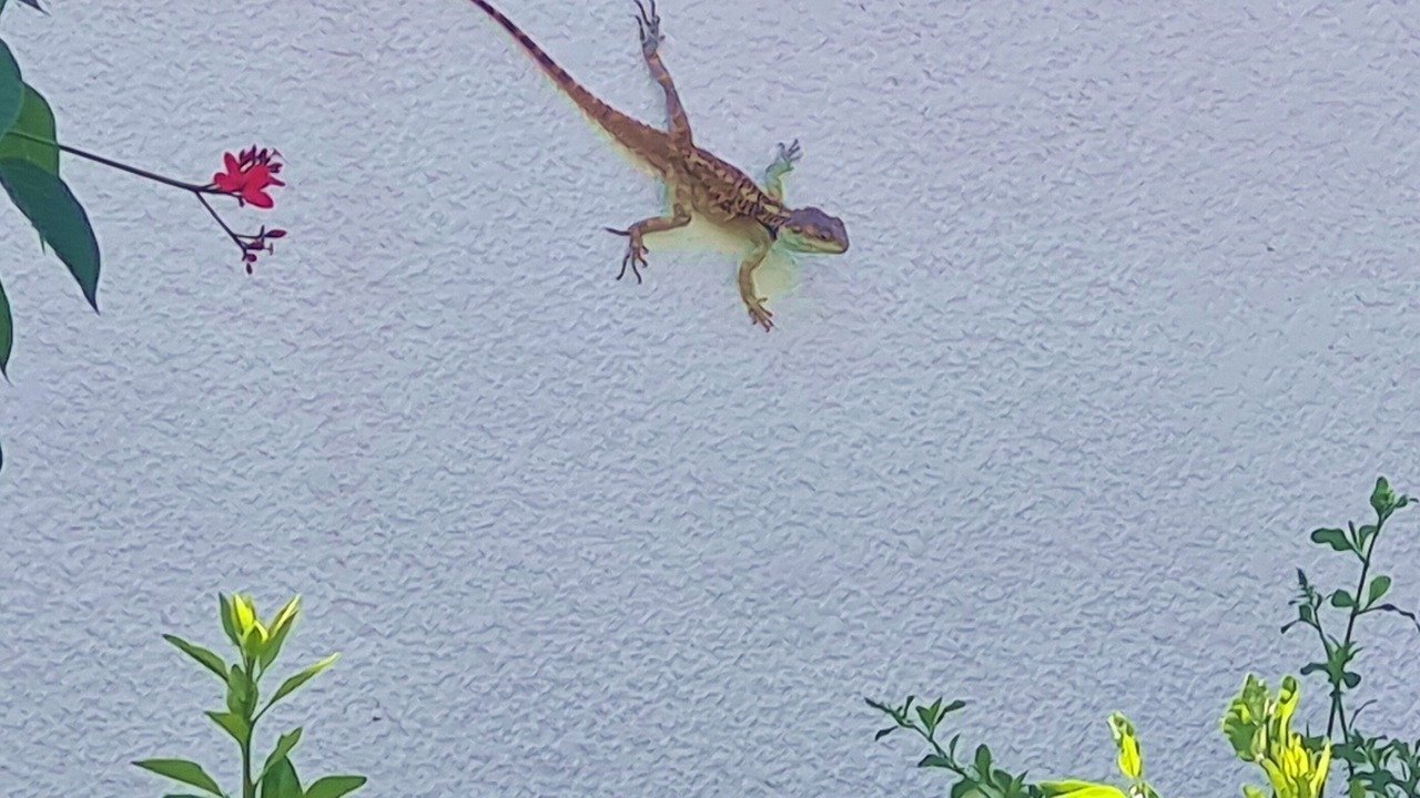 Photo of Others in Pissouri